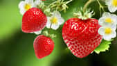 La partie rouge de la fraise n’est pas le fruit du fraisier au sens botanique. © red150770, Adobe Stock