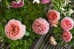Le marcottage des rosiers anciens en particulier&nbsp;permet de reproduire des variétés rares. © Créafolios pour Futura, reproduction interdite