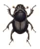 Onthophagus taurus, l’insecte le plus fort du monde. © Carl Gustav Calwer, domaine public