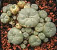 Le champignon hallucinogène Lophophora williamsii, aussi appelé peyotl. Il existe diverses espèces de champignons qui possèdent des propriétés hallucinogènes et enthéogènes différentes en fonction des molécules qu’ils contiennent. © Frank Vincentz, Wikimedia Commons, GNU 1.2