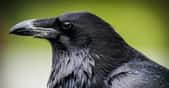 Le corbeau et la corneille sont les noms vernaculaires qui désignent des oiseaux qui appartiennent à des espèces distinctes. Ici, un corbeau. © BGSmith, Adobe Stock