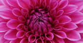 Dahlia, cœur de fleur violet. © Alexas_fotos, Pixabay, DP