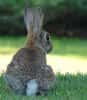 le lapin peut être source de destructions pour vos végétaux © Masteruk GNU Free Documentation License Wikipedia