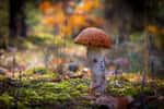 Les mycorhizes sont des champignons microscopiques qui favorisent le développement des arbres. © Romvo, Adobe Stock
