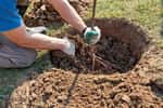 Plantation d'un arbuste à racines nues. © Sviatlana, Adobe Stock