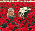 Le Poinsettia est la plante en pot la plus vendue dans le monde. Crédits DR.