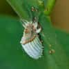 Cochenille sur un citronnier © Vijay Cavale Wikipedia