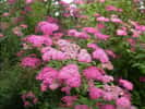 Un arbuste très florifère, la spirée - Copyright photos Pépinières Brochet-Lanvin