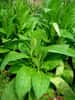 Le Tabac peut être très nocif pour la peau. Image : tabac rustique (Nicotiana rustica) - Crédits Atilin / Wikipédia