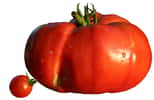 Rougir comme une tomate est un processus naturel qui peut être handicapant. © Wikimedia Commons