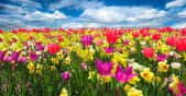 Des tulipes plein champ !&nbsp;© Gellinger, Pixabay, DP