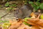 Vous avez vu un rat dans votre jardin ? Voici ce que cela veut dire. © Callingcurlew23, iStock