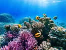 Les poissons des récifs coralliens sont souvent parés de nombreuses couleurs, dans l'imaginaire collectif. © ver0nicka, Adobe Stock