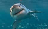 Plusieurs espèces de raies, proches parentes des requins, sont également connues pour produire des clics lorsqu'elles sont perturbées par les plongeurs. © The Ocean Agency, AdobeStock