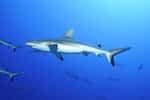 Les cinq cents&nbsp;requins gris de récif nagent paisiblement dans la passe de Fakarava. © dieter76, Adobe Stock