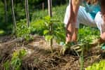 Le retournement de la terre n'est pas préconisé par le jardinage bio. © kaliantye, Adobe Stock