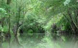 La ripisylve est l’ensemble de la végétation boisée située à proximité des cours d’eau. © cynoclub, Fotolia