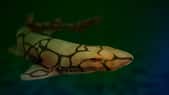Cette roussette, ou requin-chat, (Scyliorhinus retifer) vit à de plus faibles profondeurs que les requins du genre Apristurus, surnommés requins fantômes ou requins démons, mais produit aussi des œufs. © dottedyeti, Adobe Stock