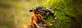 Une salamandre photographiée sur une branche d'arbre. © WildMedia, Adobe Stock   
