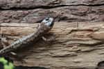 La salamandre errante mesure environ 10 centimètres de long et vit dans des micro-habitats humides, comme le dessous de l'écorce d'arbres, ou le bois mort.&nbsp;© Christian Brown