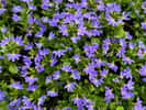 Magnifique floraison d'un scaévola. ©Apinut, AdobeStock