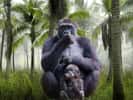 Gorille et son bébé, le plus grand des primates anthropoïdes