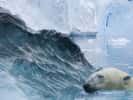 Ours blanc