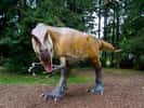 Ceratosaurus carnivore bipède d’Amérique du Nord vivant au Jurassique supérieur