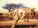 Pachycephalosaurus « lézard au crâne épais » a vécut au Crétacé supérieur