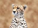 Cheetah terme Hindi du guépard, sa course peut atteindre 110 klm/h