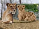Lion : portrait de famille