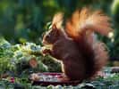 Écureuil roux, très agile adore un mélange de noisettes, noix, graines de tournesols