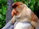 Nasique, singe arboricole de l'île de Bornéo