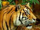 Tigre en observation