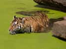 Tigre à l'heure de la baignade