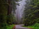 Parc national de Redwood Californie, dont le nom provient du séquoia à feuilles d'if