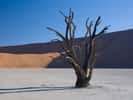 Acacia mort dans Sossusvlei - Désert de Namibie