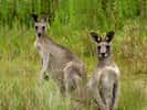 Kangourous - Australie