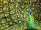 Le paon, l'oiseau sacré de l'Inde symbole de beauté et d’immortalité