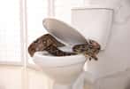 Un serpent qui sort des toilettes, ici un boa constrictor. © New Africa, Adobe Stock