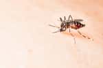 Le virus Zika est transmis par la piqûre de moustiques du genre Aedes. Actuellement, aucun vaccin n’est disponible. © Fendizz, Shutterstock