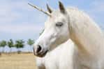 La licorne de Sibérie ne ressemblait pas vraiment à un cheval féérique. © Marben, Shutterstock