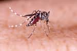 Aedes aegypti&nbsp;est un moustique qui&nbsp;transmet la dengue, le chikungunya et le virus Zika. © Tacio Philip Sansonovski, Shutterstock