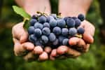 Le resvératrol est un polyphénol naturellement présent dans les raisins rouges, et donc dans le vin rouge. © mythja, Shutterstock