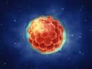 Les cellules d’un embryon sont capables de donner tous les types cellulaires : ce sont des cellules souches pluripotentes. © nobeastsofierce, Shutterstock
