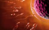 Lors de l’éjaculation, entre 100 et 300 millions de spermatozoïdes sont libérés, mais seulement une vingtaine parviennent à atteindre l’ovule. La chaleur joue un rôle clé dans cette course, en activant les spermatozoïdes au moment crucial pour permettre la fécondation. © Christoph Burgstedt, Adobe Stock