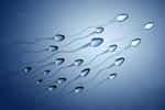 Le liquide séminal est un fluide biologique important qui joue un rôle clé dans la reproduction en transportant les spermatozoïdes et en aidant à leur survie, et à leur déplacement dans le système reproducteur féminin. © Tatiana Shepeleva, Adobe Stock