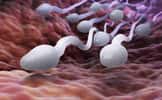 La concentration en spermatozoïdes du sperme a baissé de 52,4 % entre 1973 et 2011. © Tatiana Shepeleva, fotolia