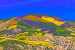 En Californie, le Carrizo Plain National Monument est l'un des meilleurs endroits pour observer la super-floraison du désert américain. © Juancat, Adobe Stock