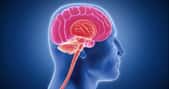 Le système limbique est un ensemble de zones du cerveau qui jouent un rôle central dans diverses fonctions essentielles. © viktorov.pro, Adobe Stock